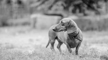 WordPress Sitenizi Hacklenmeye Karşı Daha Dayanıklı Hale Getirmenin Pratik Yolları