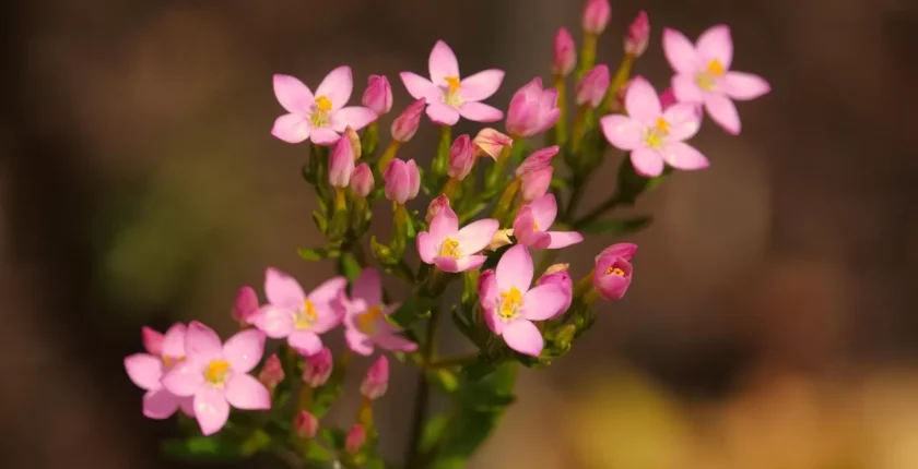 Dijital Dünyadan Uzaklaşarak Zihinsel ve Ruhsal Sağlığınızı Korumanın Yolları