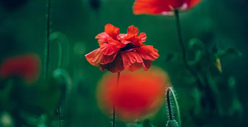 Stresi Azaltmak ve Daha Sakin Bir Zihin İçin Doğal Yöntemler ve Günlük Uygulamalar